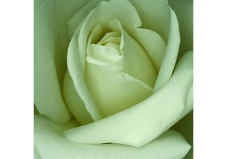 White Rose