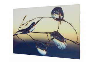 Dewdrops-Photo Art