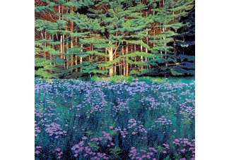 Shadowed Meadows, Sunlit Pines