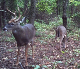 deer2
