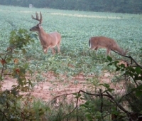 deer6