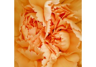 Orange Carnation