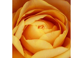 Orange Rose