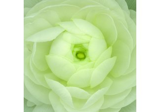 White Ranunculus