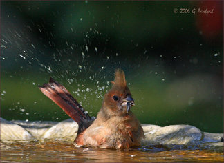 bird baths, bird bath, attracting birds