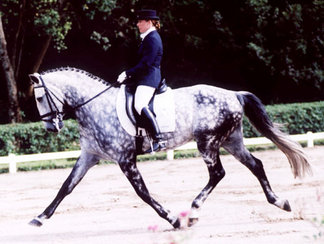 dressage horse shows, dressage shows, horse shows, alabama horse shows