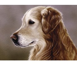 Golden Retriever, dog note cards, Golden Retriever portrait, equestrian note cards, equestrian acces