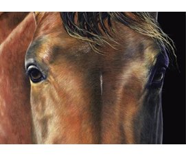 equestrian note cards, equestrian accessories, horse note cards, fine note cards