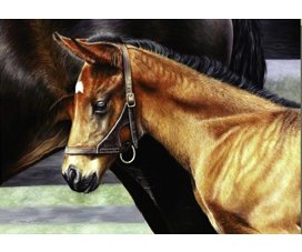 equestrian note cards, equestrian accessories, equestrian art, fine note cards, horse note cards