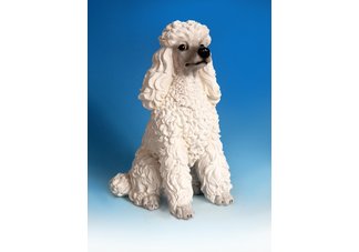 White Poodle