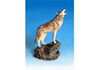 Howling Wolf on Rock