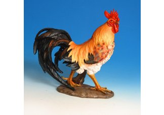 Rooster