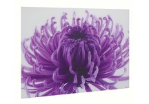 Flower Print