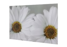 Daisy Print