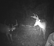 deer7