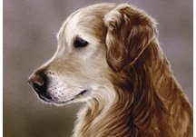 Golden Retriever, dog note cards, Golden Retriever portrait, equestrian note cards, equestrian acces