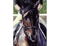 equestrian note cards, equestrian accessories, horse note cards, fine note cards
