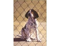 equestrian note cards, foxhunting, foxhunting note cards, hound note cards, equestrian accessories