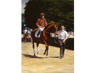 equestrian note cards, racing note cards, equestrian accessories, fine note cards, horse racing