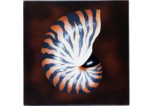 Nautilus Wall Art