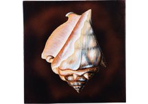 Conch Wall Art