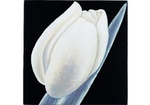Tulip Wall Plaque