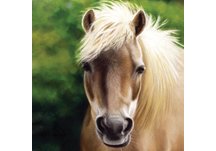 napkins, horses, hand napkins