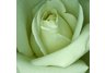 White Rose
