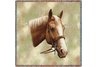 Palomino Horse Lap Square