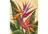 Tropical Bird of Paradise