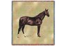 Anglo Arabian Lap Square