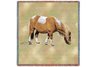 Shetland Pony Lap Square