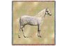 Welsh Pony Lap Square