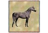 Endurance Arabian Lap Square