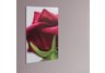 Red Rose Print