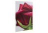 Red Rose Print