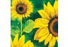 Girasoli in Fiore