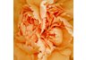 Orange Carnation