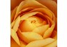 Orange Rose