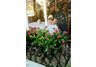 Window Box