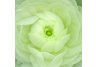 White Ranunculus