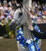Alabama Horse Shows, Arabian Horse Shows, Alabama Arabian Horse Shows, Horse Shows