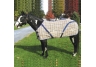 Equestrian Equipment