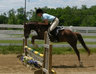 alabama horse shows, horse shows, hunter shows, hunter jumper shows, hunter horse