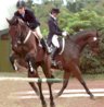 Hunter Jumper Shows in Alabama
