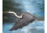My Blue Heron