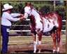 alabama horse shows, paint horse shows, horse shows