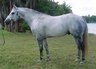 alabama horse shows, alabama quarter horse shows, horse shows, american quarter horse