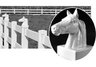 Equestrian Post Cap