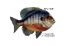 Bluegill wall art